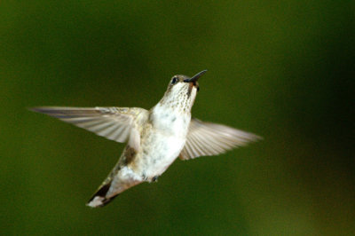 Hummingbird_Black-chinned HS3_1973.jpg