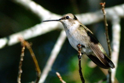 Hummingbird_Black-chinned HS3_1980.jpg