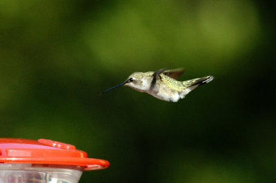Hummingbird_Black-chinned HS3_1998.jpg