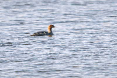 Merganser_Common HS3_2359.jpg