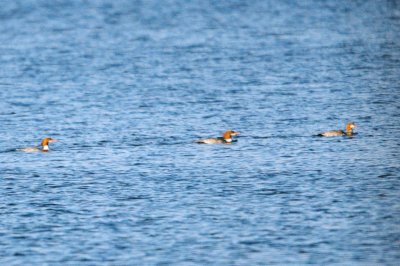 Merganser_Common HS3_2448.jpg