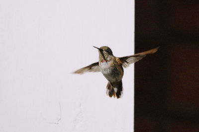 Hummingbird_Calliope 