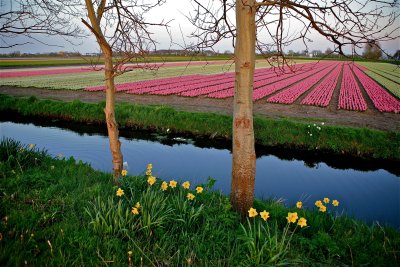 holland_tulips_4-11