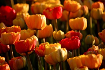 IMG_4460.jpg