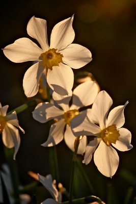 IMG_4467.jpg
