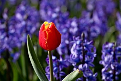 IMG_4534.jpg
