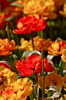 IMG_4564.jpg