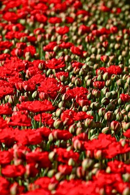 IMG_4571.jpg