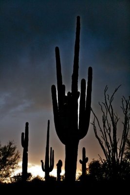 IMG_1194.jpg