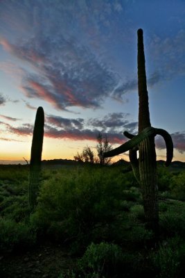 IMG_1372.jpg