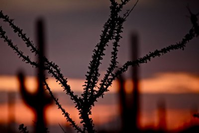IMG_1652.jpg