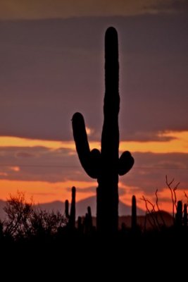 IMG_1656.jpg