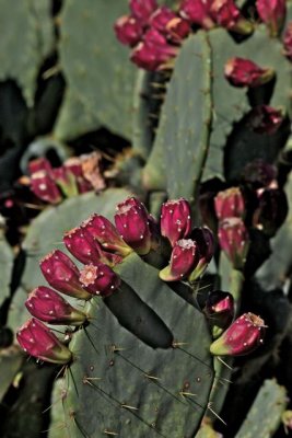 IMG_1672.jpg