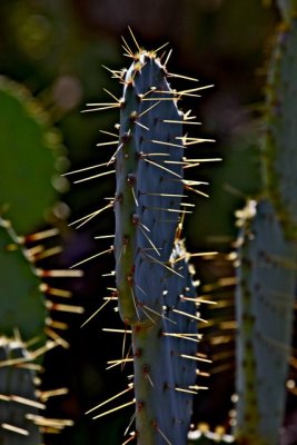 IMG_1668.jpg