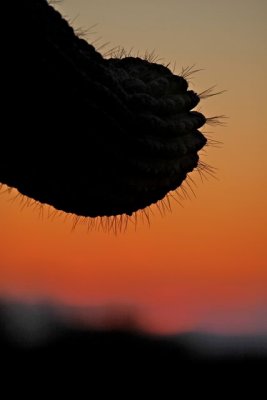 IMG_1787.jpg
