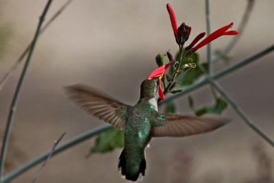 IMG_1923.jpg