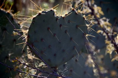 IMG_2316.jpg