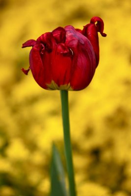IMG_2849.jpg