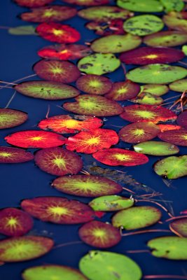 IMG_7279.jpg