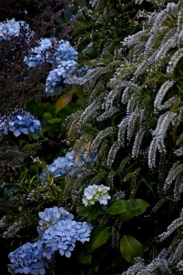 IMG_7322.jpg