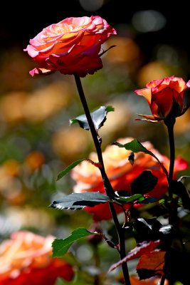 IMG_7334.jpg