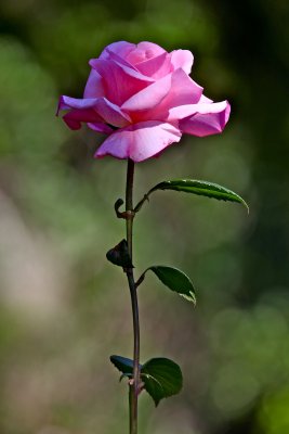 IMG_7343.jpg