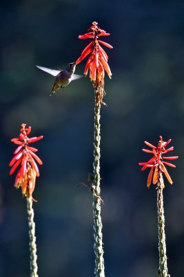 IMG_7361.jpg