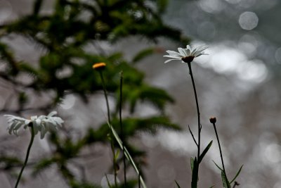 IMG_7369.jpg