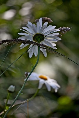 IMG_7372.jpg
