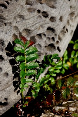 IMG_7397.jpg