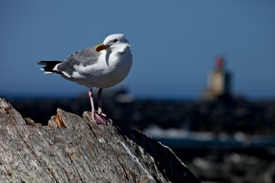 IMG_7519.jpg