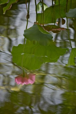 IMG_7648.jpg