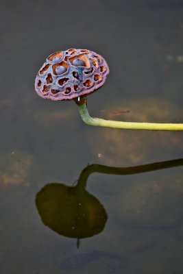 IMG_7662.jpg