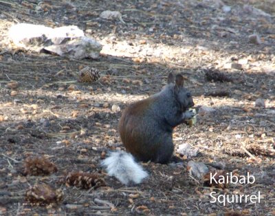 Kaibab Squirrel North Rim July 2011 (55).jpg