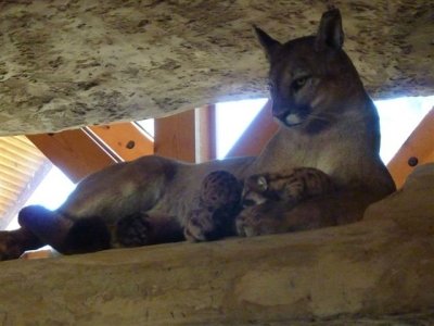 North Rim trip, Grand Canyon 7-15-11 029.jpg