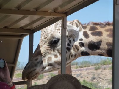 Out of Africa 5-12-2012 020.jpg