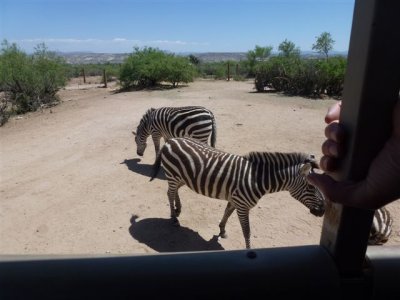 Out of Africa 5-12-2012 025.jpg