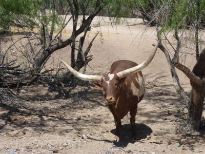 Out of Africa 5-12-2012 030.jpg