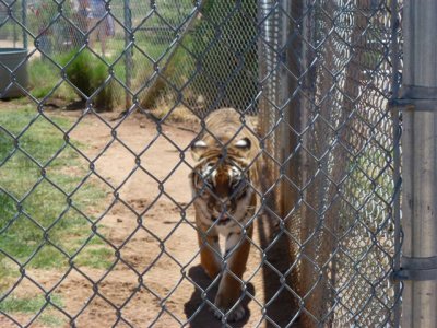 Out of Africa 5-12-2012 032.jpg