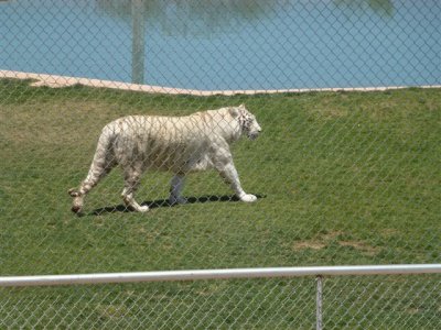 Out of Africa 5-12-2012 036.jpg