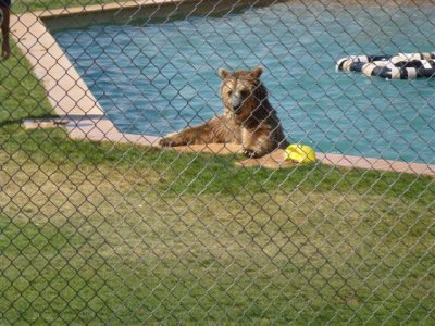 Out of Africa 5-12-2012 058.jpg