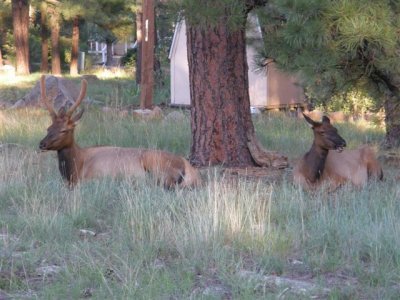 Two elk