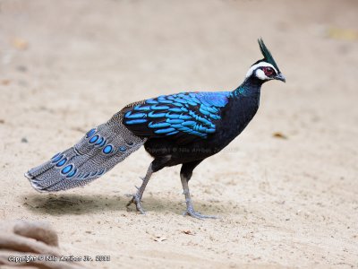 Palawan Peacock-pheasant