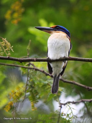Rufous-lored Kingfisher