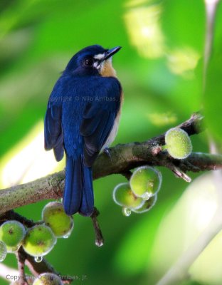 Mangrove Blue-flycatcher