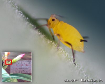 Adult Aphid