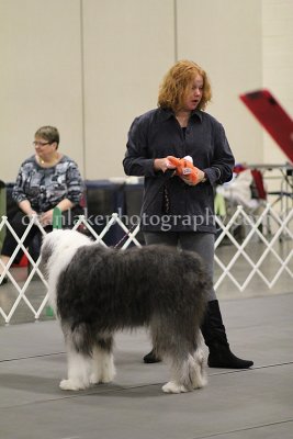 Novice Awards and Beginner Novice