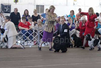 Best of Breed Third Group
