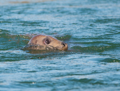 Grijze Zeehond