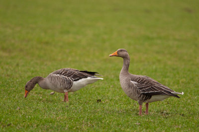 Grauwe Gans